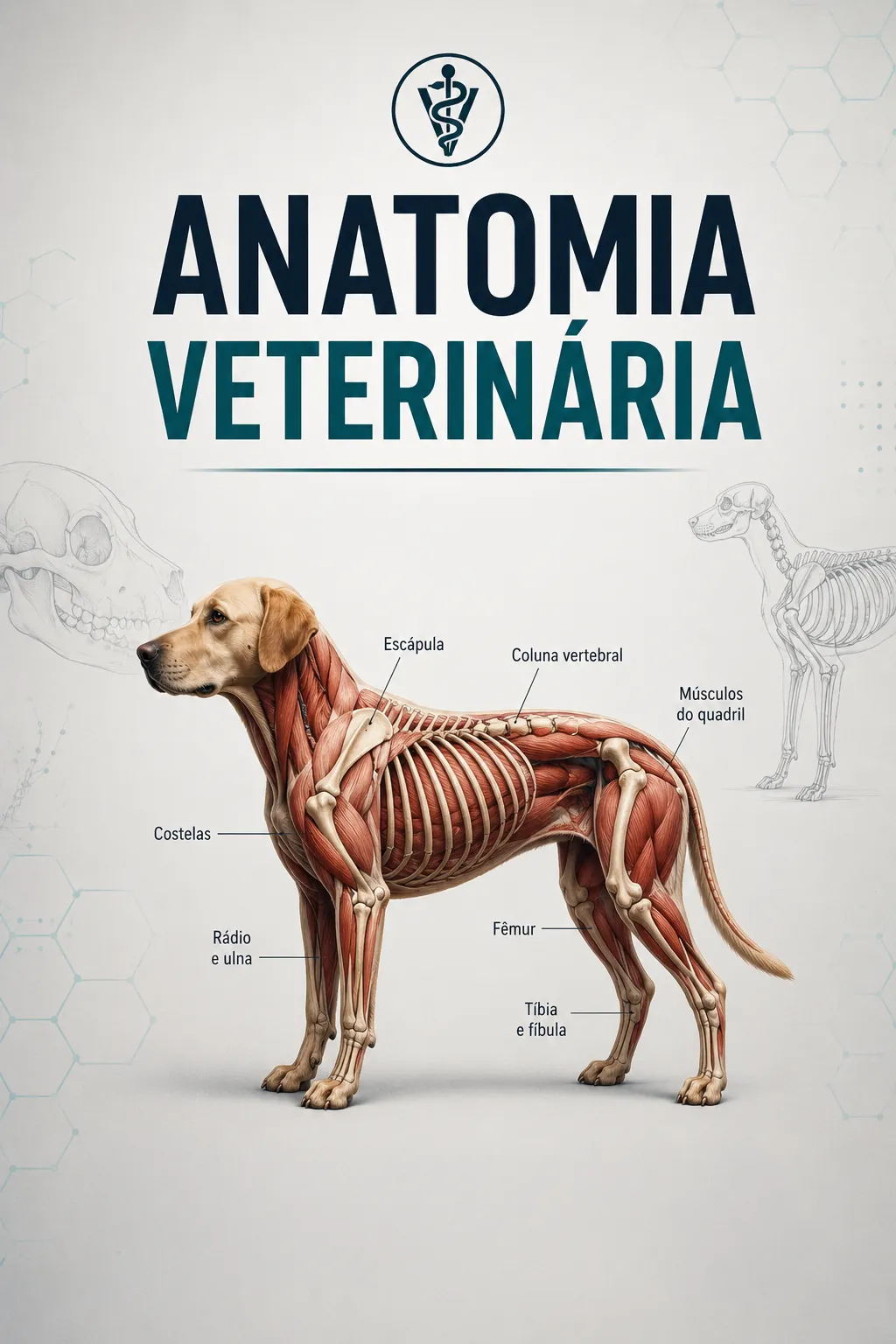 Anatomia Veterinária Capa