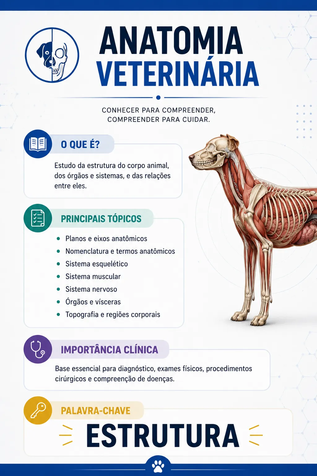 Anatomia Veterinária Verso